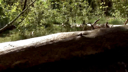 Cute fuck of couple in the nature