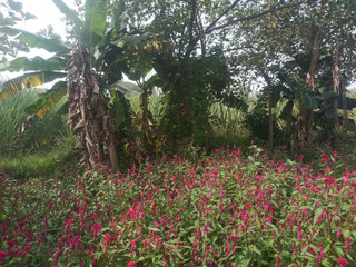 Stepaunty Showing Big Boobs Audio in Young Man