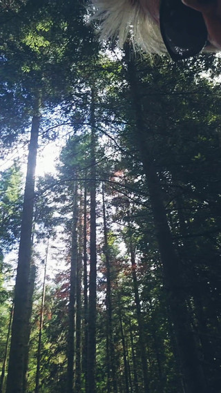 Fourth Day of Vacation I Walk in the Woods Looking for a Stranger