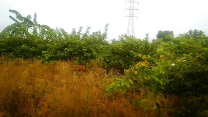 Stepaunty with Boy Motor Pumb Set Room in Sex