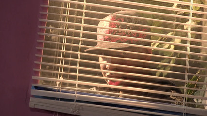 Stepbrother Jon Jon Fucks Pale White Stepsister Jenna Ivory