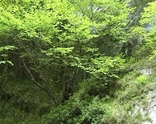 Stunning German Sluts Sharing Cock in the Forest